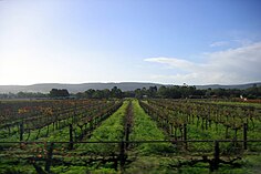 A vineyard in the Swan Valley OIC swan valley vineyards.jpg
