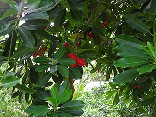 <i>Ochrosia elliptica</i> Species of plant in the family Apocynaceae