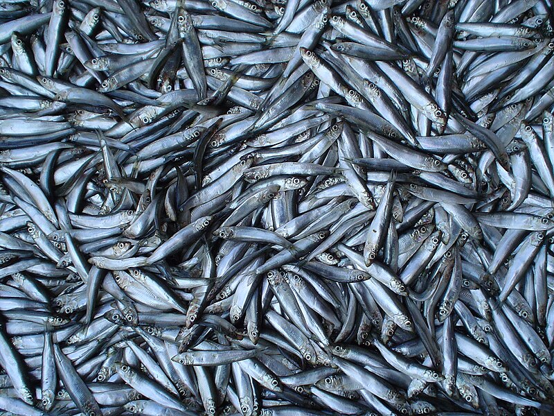 File:Odesa bazaar (5) sprats.JPG