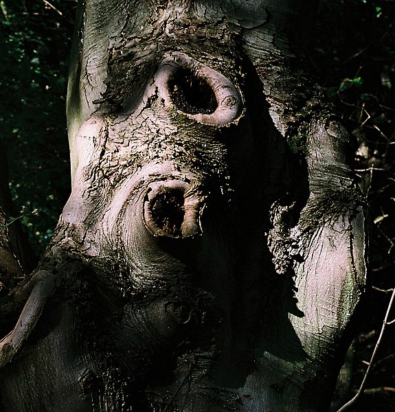 File:Old Beech Tree - detail.jpg