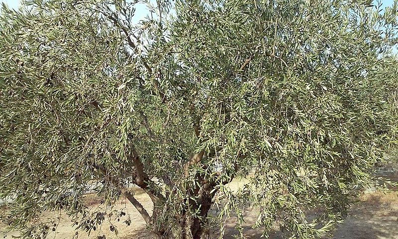 File:Olea europaea tree.jpg