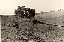 Oléastre (supposé en 1965) sur la rive droite de l'Oued Mellah, au nord de la Koudiate Sidi Abderrahamne (Maroc).