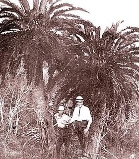 oNgoye Forest forest in KwaZulu-Natal, South Africa