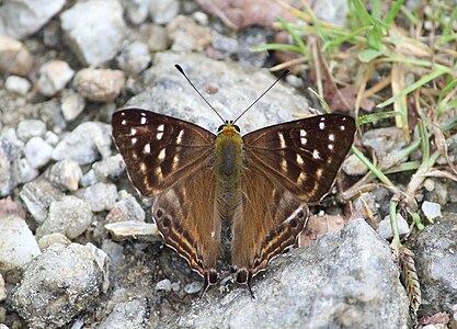 Dorsal view