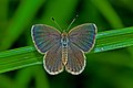 * Nomination Open wing position of Female Zizeeria karsandra (Moore, 1865) – Dark Grass Blue, Howrah,West Bengal,India. --Atudu 03:30, 10 August 2017 (UTC) * Decline I'm afraid the DoF is too shallow, not a QI to me, sorry --Poco a poco 08:21, 10 August 2017 (UTC)