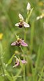 Ophrys apifera 180606.jpg
