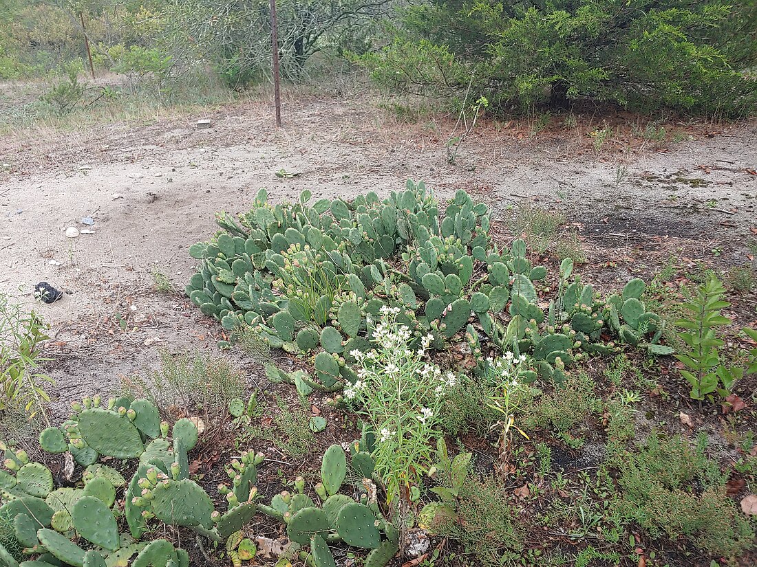 Opuntia humifusa