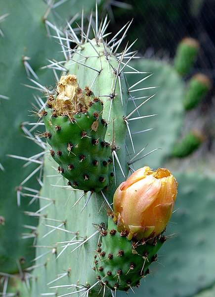 صورة:Opuntia ficus-indica - Tunisia.jpg