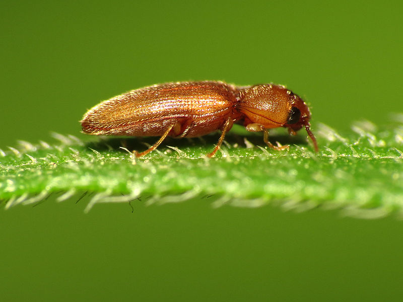 File:Orange Click Beetle (14454356102).jpg