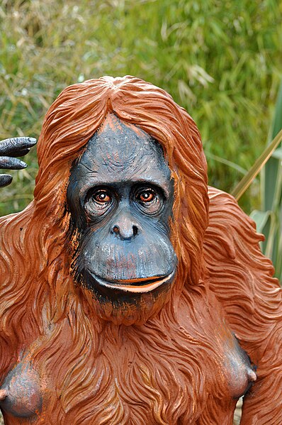 File:Orangutan - 50875055333.jpg