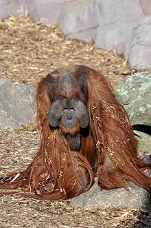 Orangutan. Orangutan - 50875989162.jpg