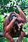 Singapore Zoo Orangutan