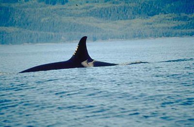 The dorsal fin and saddle patch of an orca known as Sonora or sometimes Holly (A42) of the Northern Resident Orcas