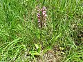 Orchis × hybrida Germany - Forchheim (Rheinstetten)