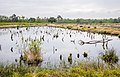 * Nomination Landscape at the Venner Moor bog. Venne, Ostercappeln, Lower Saxony, Germany --Basotxerri 15:09, 13 June 2017 (UTC) * Promotion Good quality. --Cayambe 07:23, 15 June 2017 (UTC)