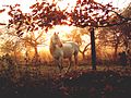 Grey horses in a pasture