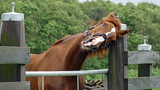 Un cheval roux se gratte la tête sur un poteau.