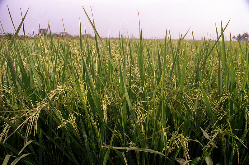 File:Paddy 20020400 2.jpg