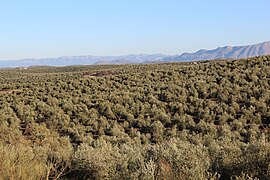 Aceite de orujo de oliva - Wikipedia, la enciclopedia libre