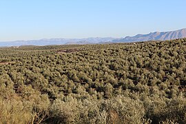 Aceite de Orujo Mil Olivas La Española - La Española en Dibeal