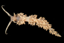 Dorsal view of Palisa papillata. Palisa papillata 2.png