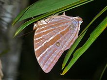 Palem Raja (Amathusia phidippus) (8441693842).jpg