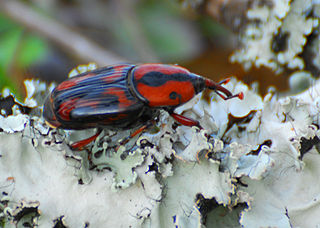 <i>Rhynchophorus cruentatus</i> Species of beetle