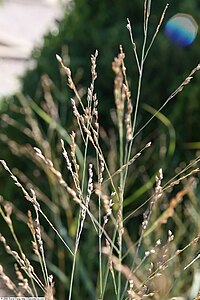 Panicum Heavy métal de 4zz.jpg