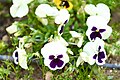 Pansy (Viola tricolor var. hortensis).