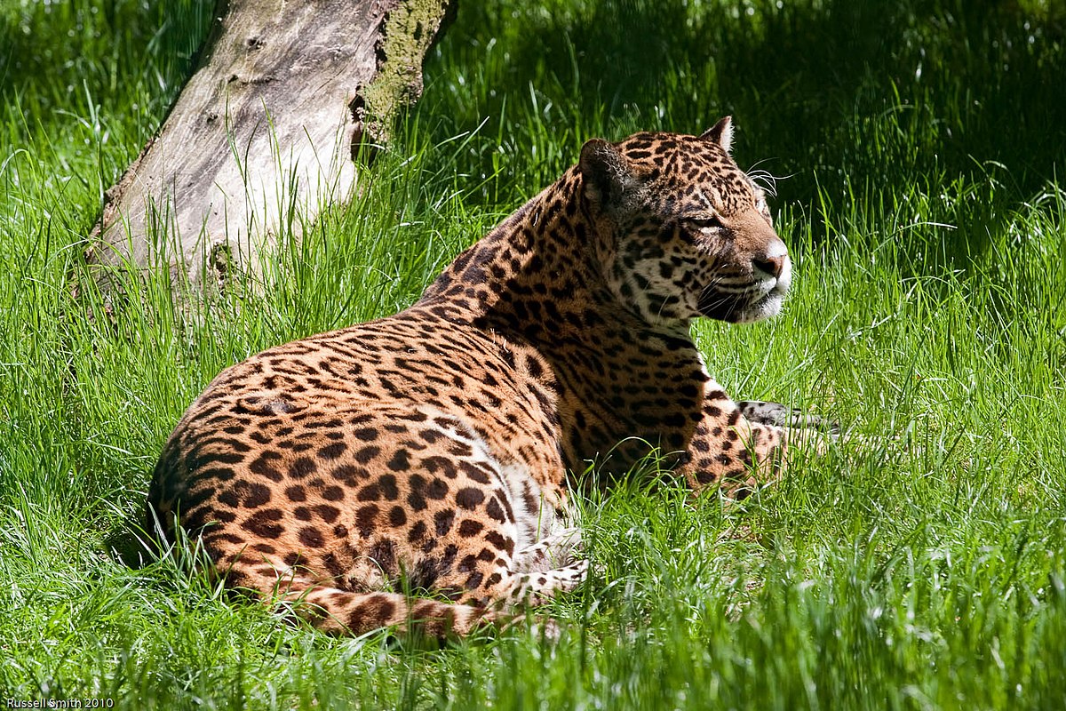 Jaguar Wikipedia bahasa Indonesia ensiklopedia bebas