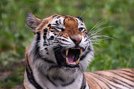 Tập_tin:Panthera_tigris_-Franklin_Park_Zoo,_Massachusetts,_USA-8a_(1).jpg