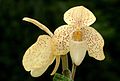 Paphiopedilum concolor