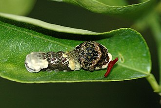 Giant swallowtail caterpillar everting its osmeterium in defence; it is also mimetic, resembling a bird dropping. Papilio cresphontes larva defensive.JPG