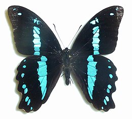 Papilio nireus lyaeus egy gyűjteményből