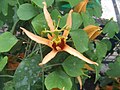 Orange-petaled passion flower (Passiflora aurantia)