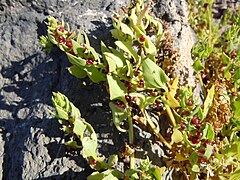 Patellifolia patellaris