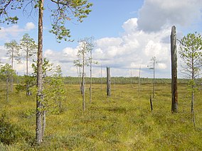 Patvinsuo Nationalpark