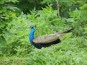 Peacock-Taljai Hill.JPG