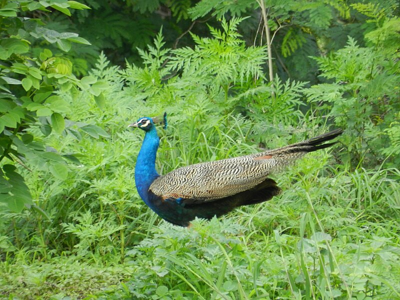 File:Peacock-Taljai Hill.JPG