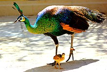 Female (peahen) with one chick Peacocks 777.jpg