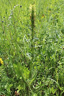 Pedicularis kaufmannii Pinzger - Тульская обл., Июнь 2016.JPG