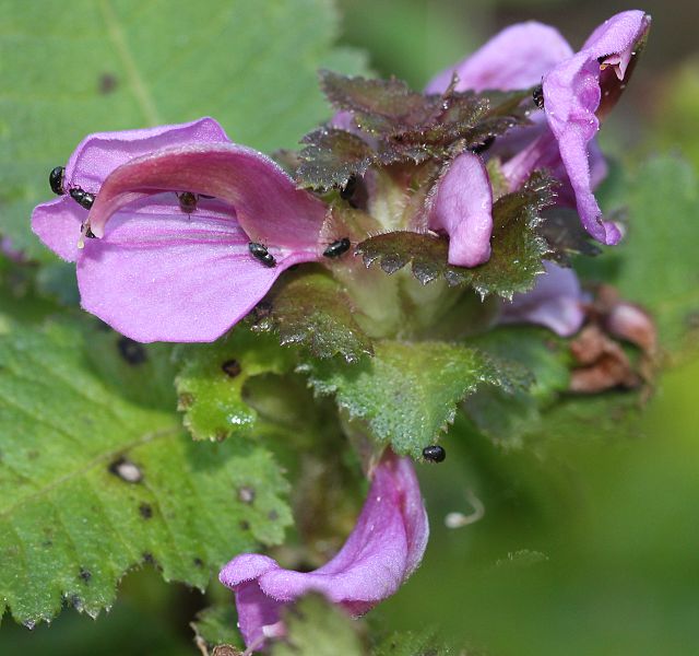 File:Pedicularis resupinata subsp. oppositifolia with insect.JPG