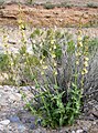 Penstemon bicolor