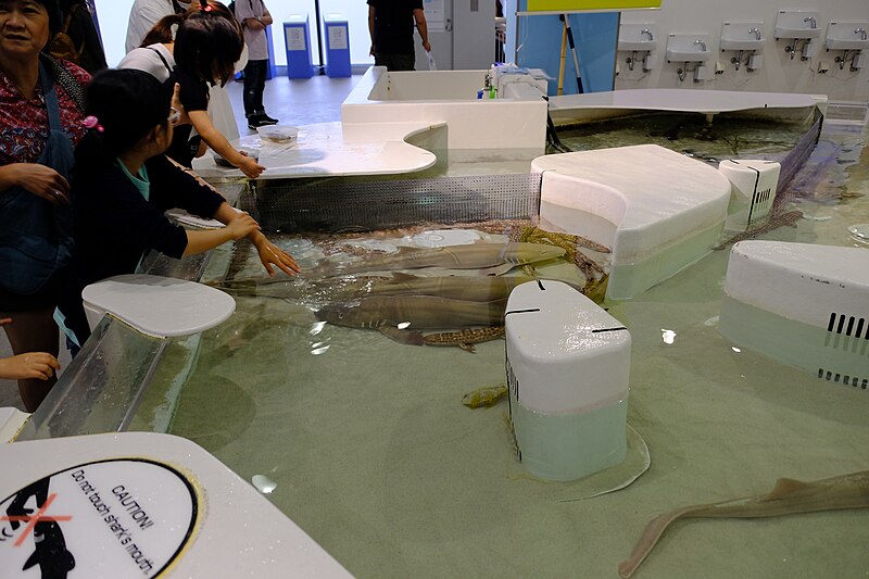 File:People touch fishes at Osaka Aquarium 02.jpg