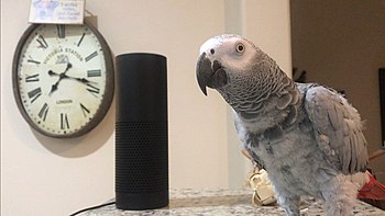 Photograph of Petra the African Grey Parrot on the right, with Amazon Alexa to her left and in the center, both on a marble countertop; and an oval clock in the background to the left