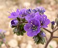 Phacelia crenulata