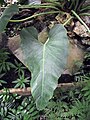 Philodendron simsii