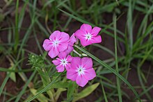 Phlox drummondii-5.JPG