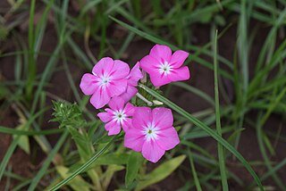 <i>Phlox drummondii</i> Species of flowering plant