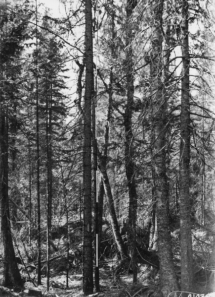 File:Photograph of Bole of Black Spruce Tree - NARA - 2129227.tif